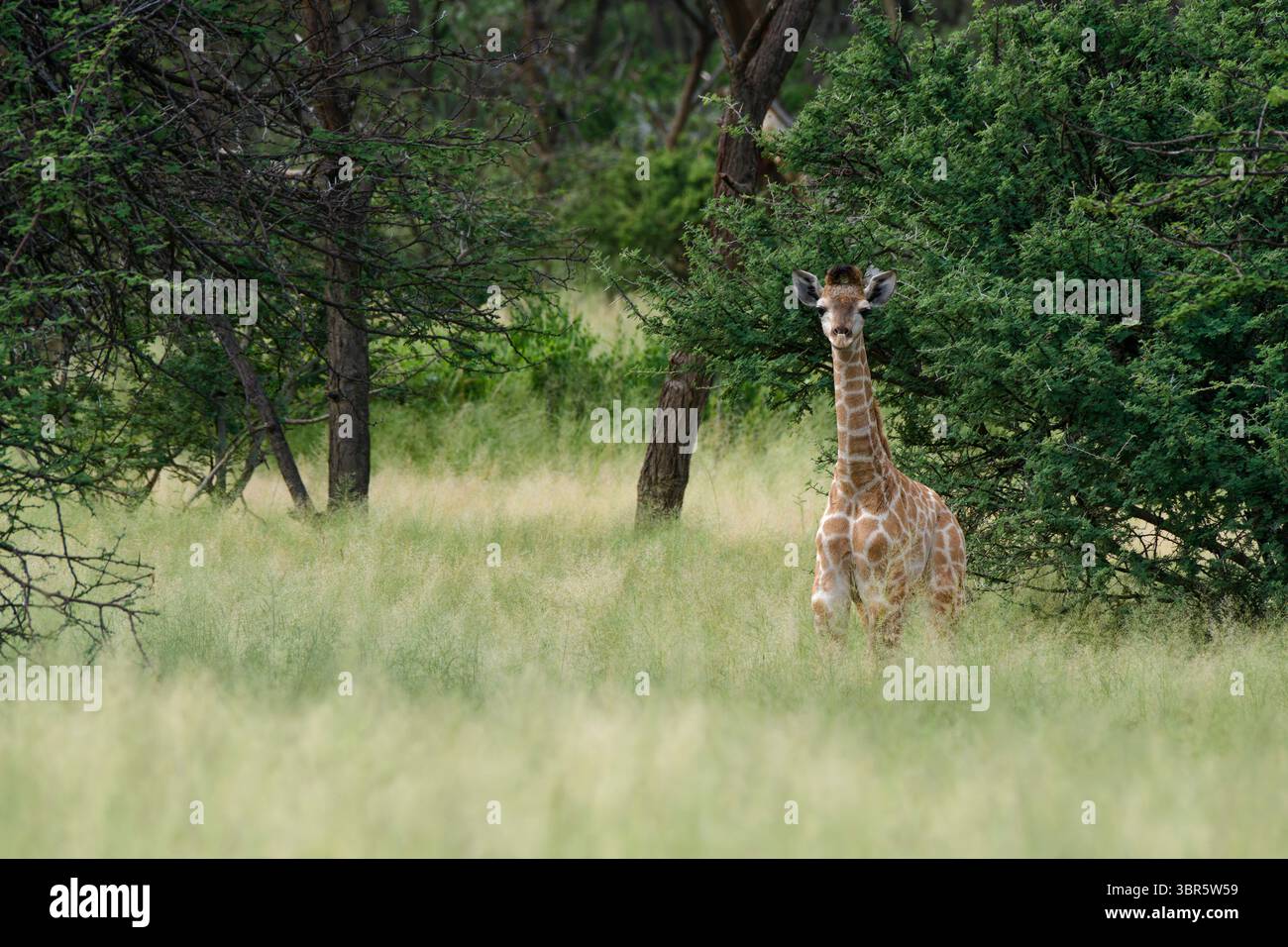 Omaruru Game Lodge: Giovane giraffa (Giraffa camelopardalis) nella foresta, vicino a Omaruru, regione di Erongo, Namibia Foto Stock