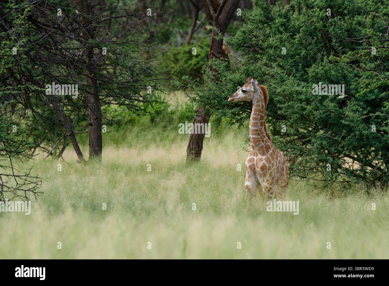 Omaruru Game Lodge: Giovane giraffa (Giraffa camelopardalis) nella foresta, vicino a Omaruru, regione di Erongo, Namibia Foto Stock