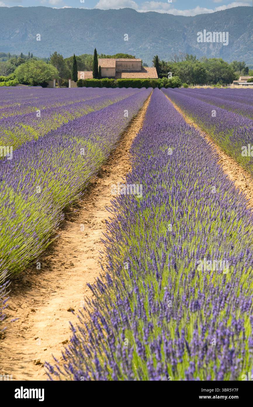 Fattoria della lavanda in Provenza Foto Stock