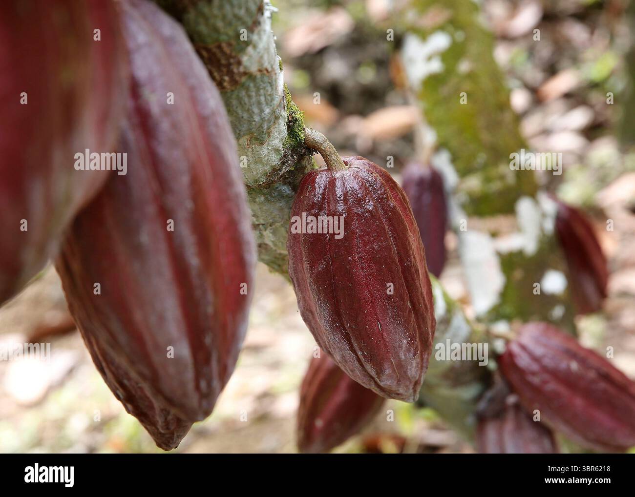 10 gennaio 2019: 10/01/2019. Matina de LimÃÂ³n y San Isidro de Heredia. Visita a dos plantaciones de cacao en Matina de LimÃÂ³n. FotografÃÂ­as del proceso del cacao para convertirse en Chocolate. EN la foto: Finca del seÃÂ±o Marcial Menocal MelÃÂ©ndez (68) quiÃÂ©n tiene unas 2000 plantas de cacao en una extensiÃÂ³n de 3 hectÃÂreas. Foto: Albert MarÃÂ­n. (Immagine di credito: © Albert MarÃÂ­N/la Nacion via ZUMA Press) Foto Stock