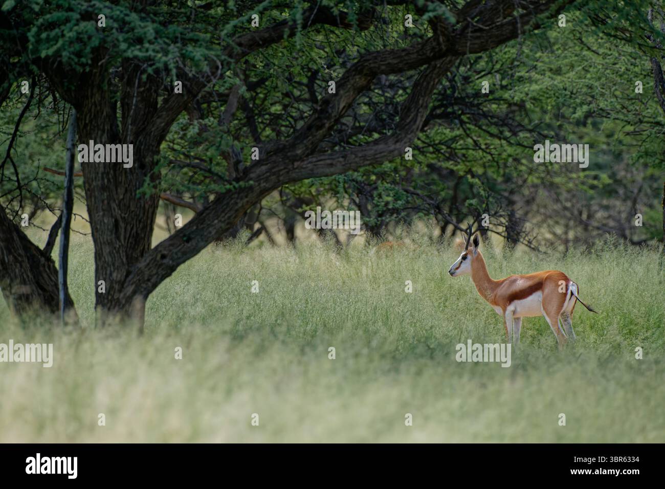 Omaruru Game Lodge: Springbok (Antidorcas) nella foresta, vicino a Omaruru, regione di Erongo, Namibia Foto Stock