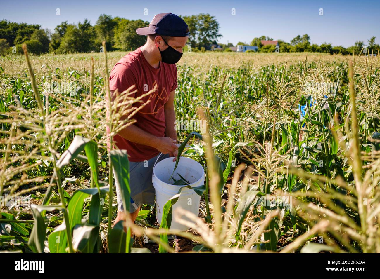 27 luglio 2020, Carlisle, Iowa, Stati Uniti: STEVEN WILLIAMS, il responsabile operativo di Eat Greater DSM, Glean Sweet corn presso la Butcher Creek Farm di Carlisle. I volontari di Greater DSM mangiano mais dolce nei campi della fattoria. Il mais è stato confezionato e sarà distribuito ai pantalone di emergenza di Des Moines, ai centri della comunità e alle chiese questa settimana. Il gleaning è l'atto di raccogliere le colture residue dai campi degli agricoltori dopo che sono state raccolte commercialmente o raccolte da campi in cui non è economicamente redditizio raccogliere. Si tratta di una tradizione antica descritta per la prima volta in Th Foto Stock