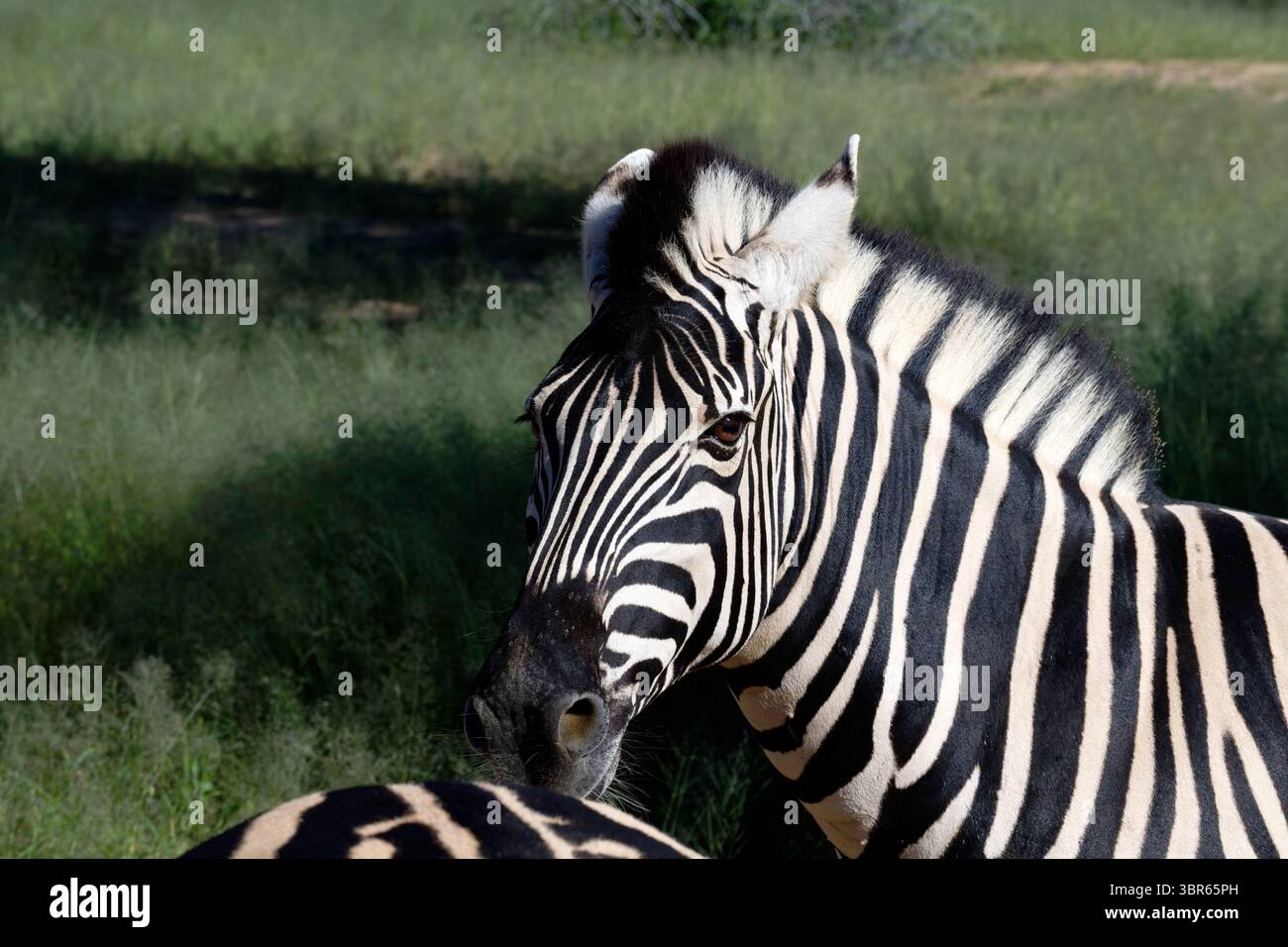 Omaruru Game Lodge: Plains zebra (Equus quagga), Head, vicino a Omaruru, regione di Erongo, Namibia Foto Stock