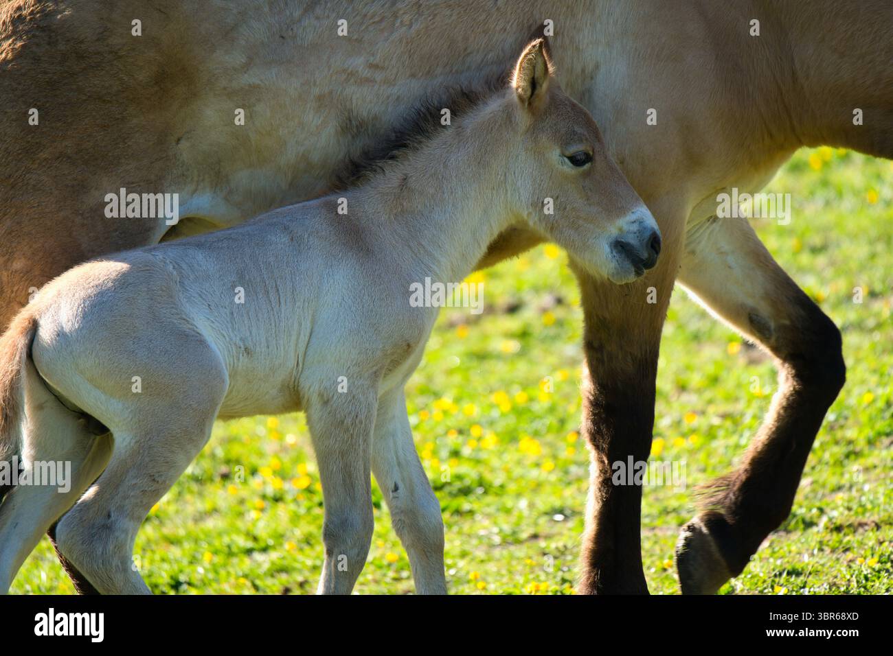 Puledro di cavallo di Przewalski camminando accanto alla sua madre Foto Stock