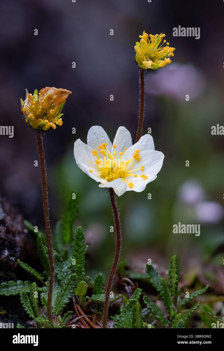 Eightpetal montagne in fiore Foto Stock