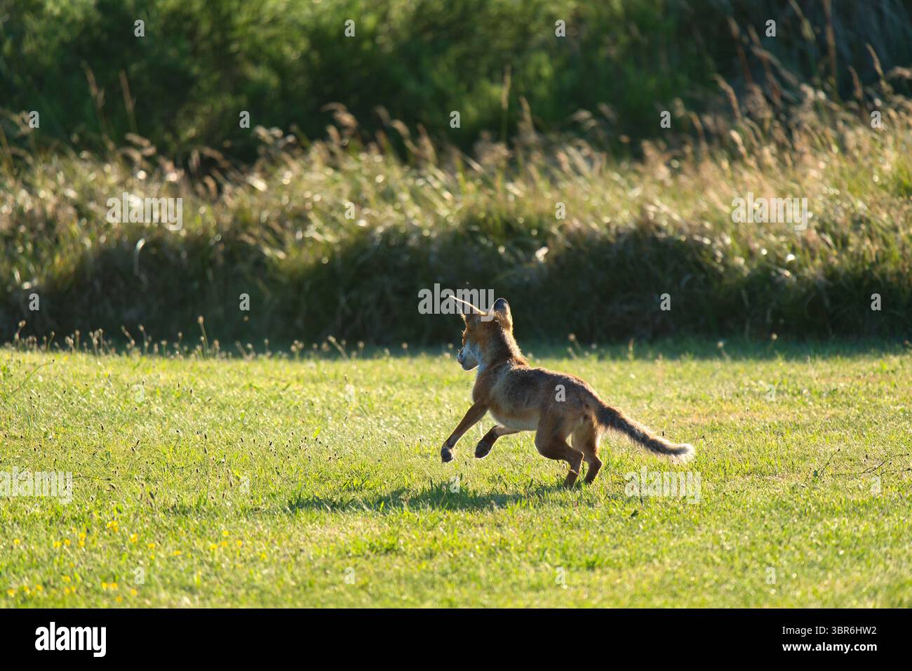 Red Fox in Motion, Leaping Across a Meadow, Danimarca Foto Stock