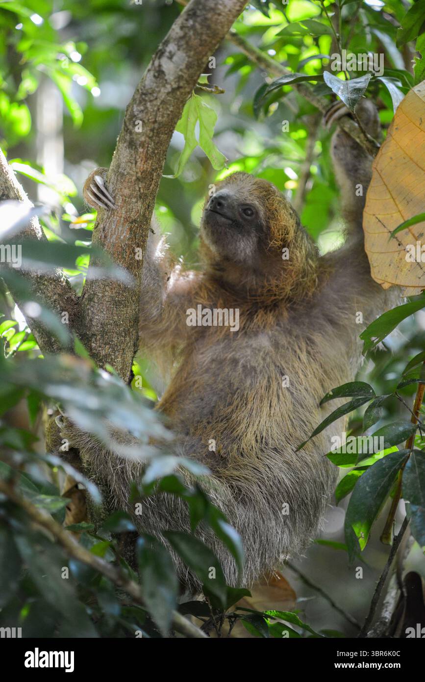 Sloth Chilin in Tree in Costa Rica Foto Stock