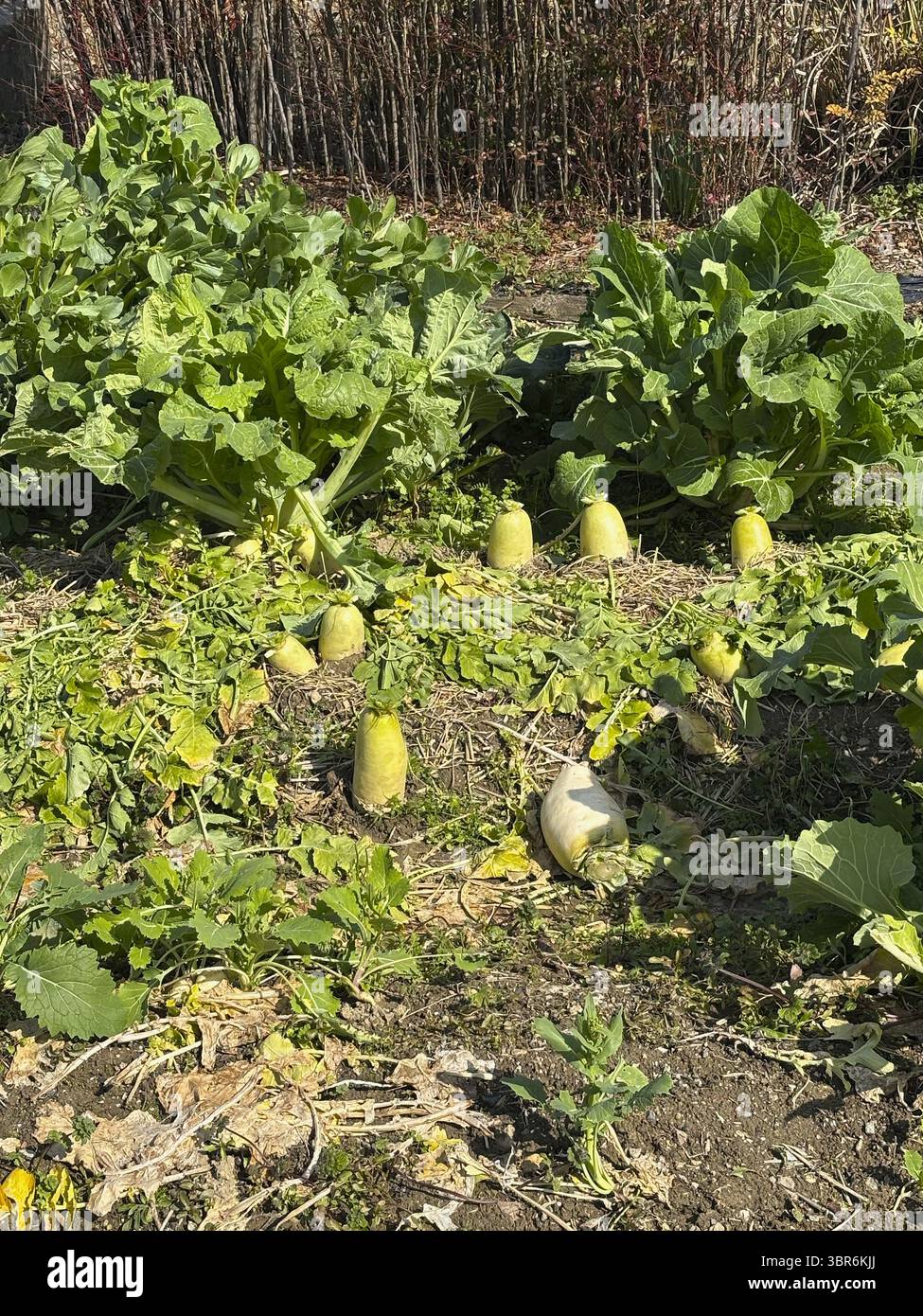 Un terreno di campagna con una pianta di ravanelli coltivata in casa pronta per essere raccolta. Foto Stock