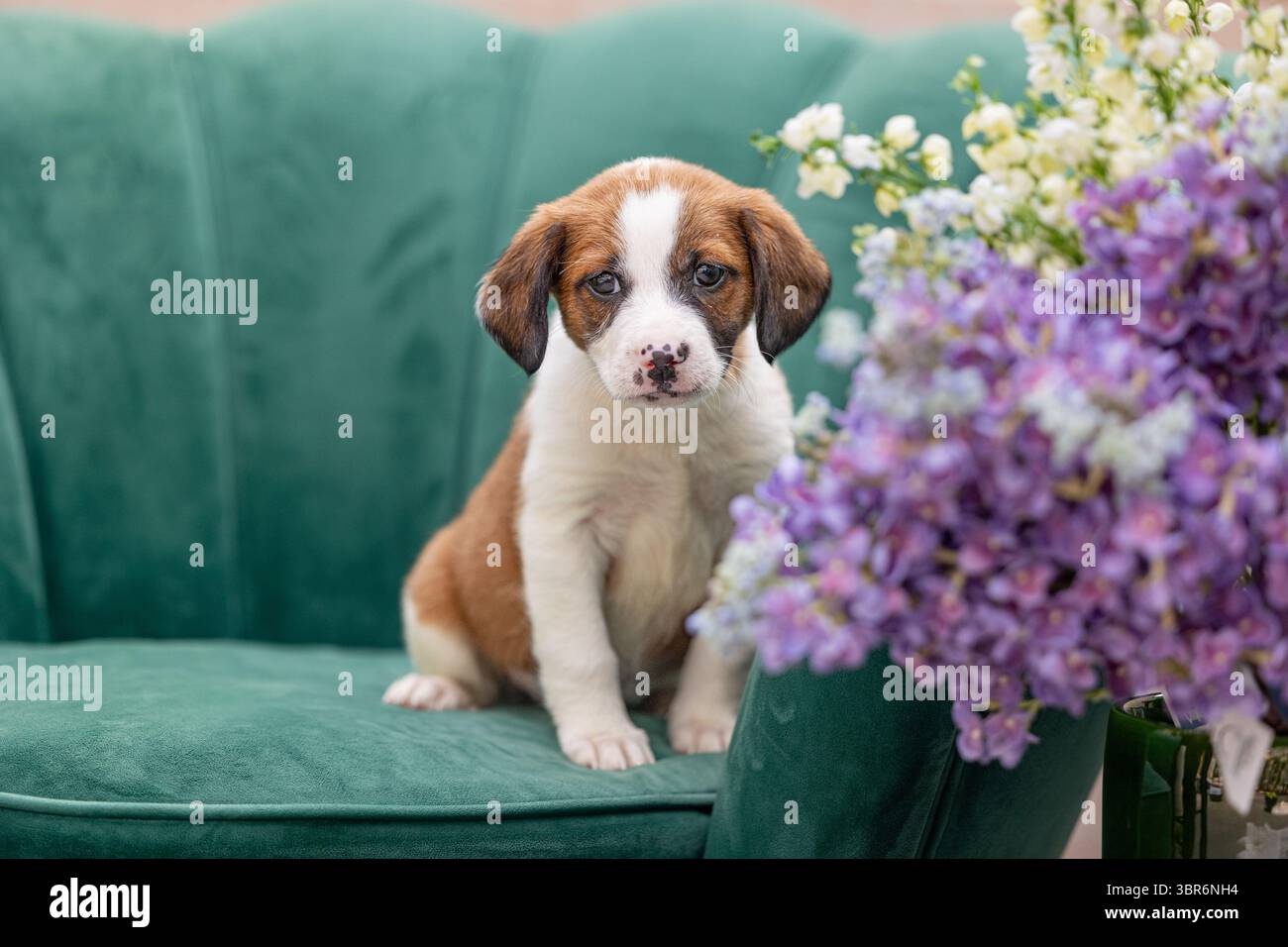 Cucciolo marrone e bianco seduto su una sedia verde con fiori primaverili Foto Stock
