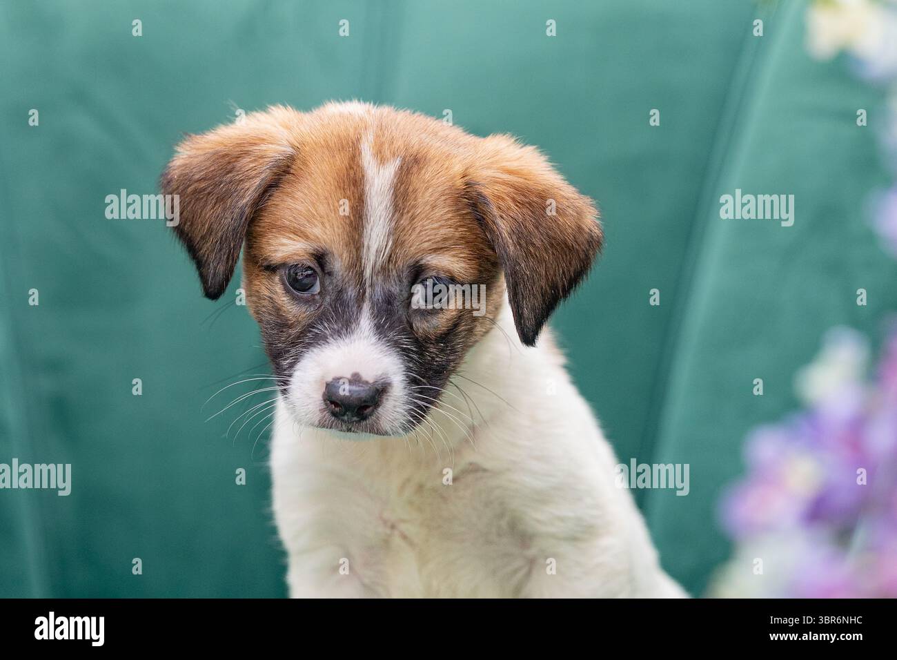 Primo piano di un cucciolo dagli occhi tristi contro una sedia verde e fiori. Foto Stock