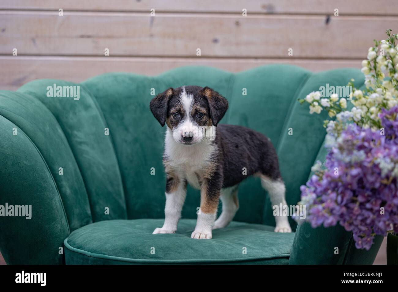 Cucciolo tricolore in piedi su una sedia verde accanto al bouquet di fiori Foto Stock