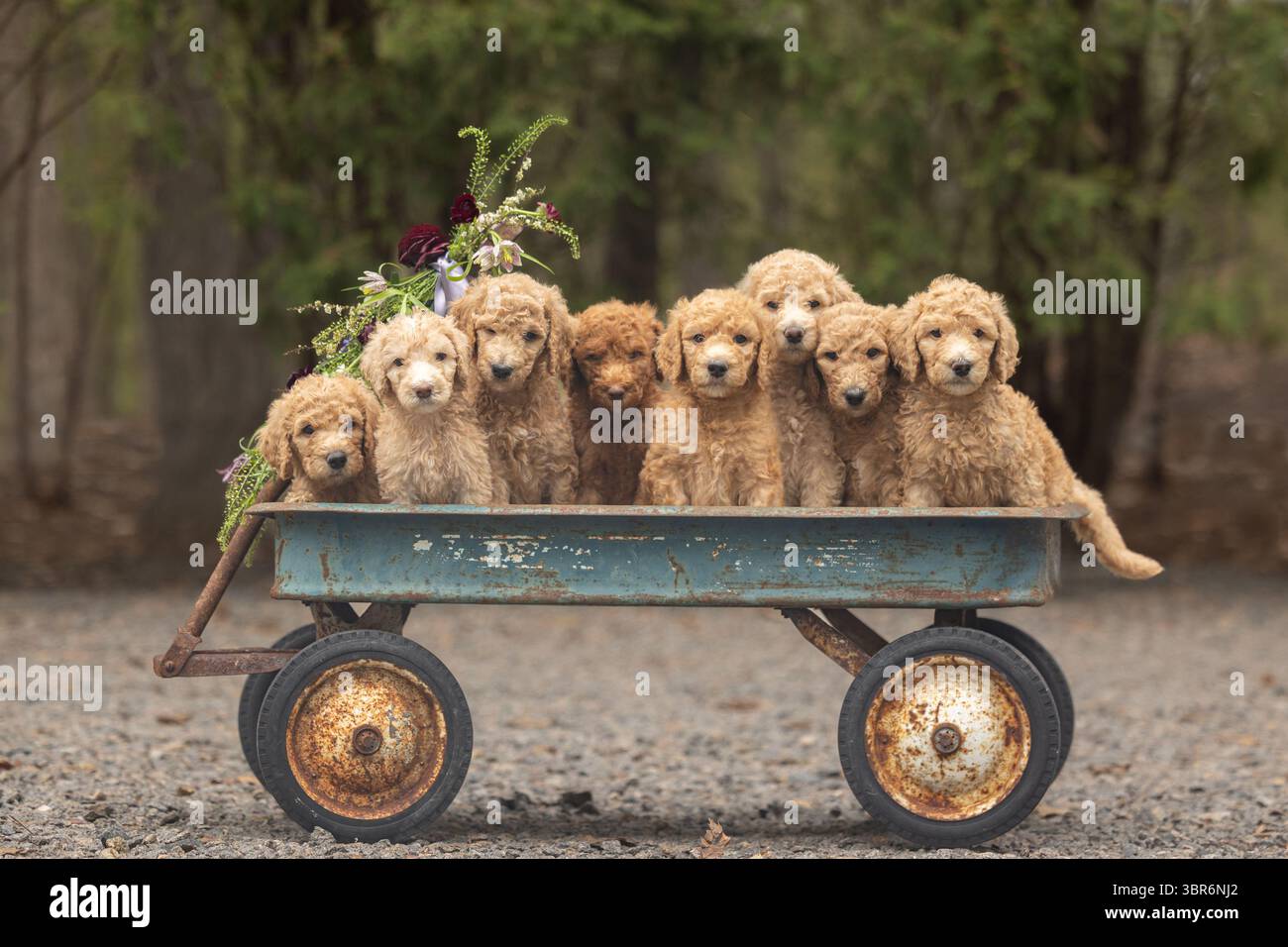 Nove cuccioli ricci seduti su un carro blu arrugginito con fiori. Foto Stock
