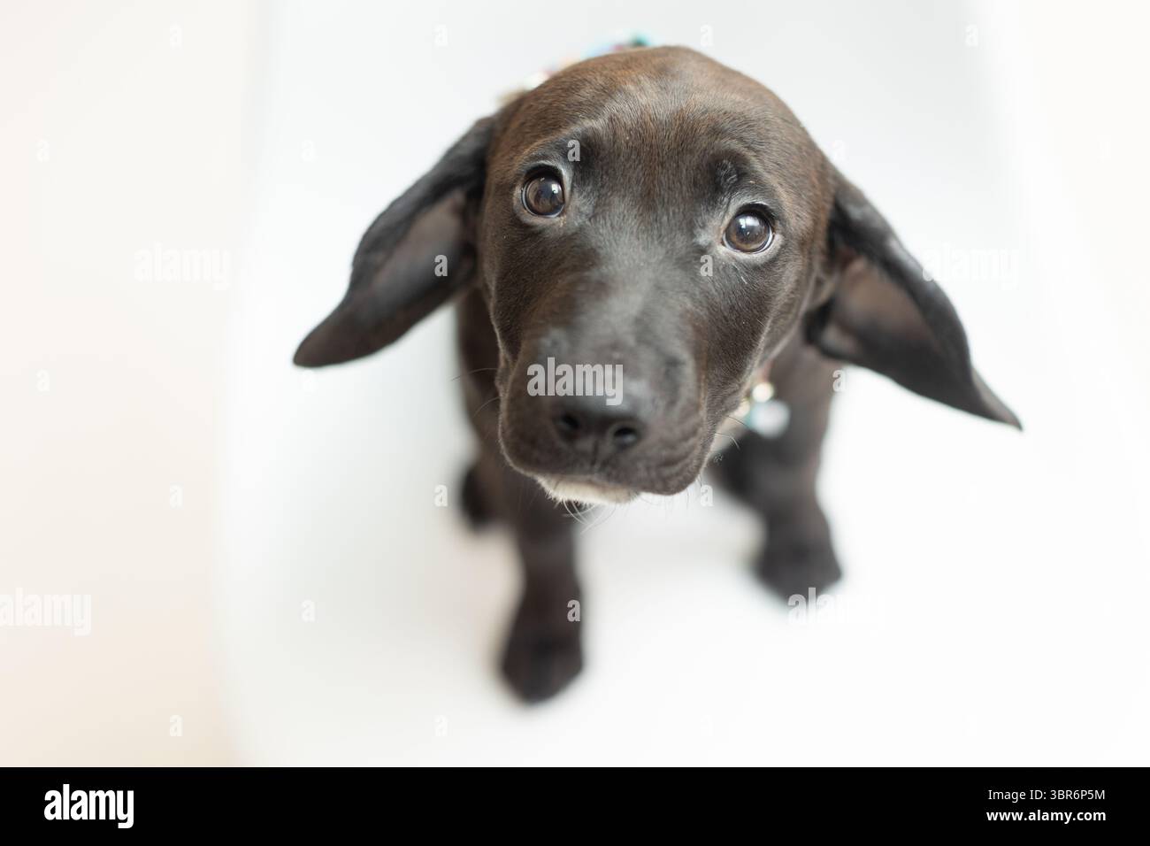 Primo piano di curiosi cuccioli neri con orecchie floppy su sfondo bianco. Foto Stock
