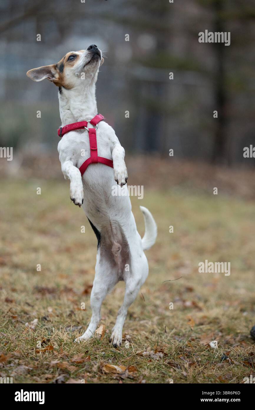 Piccolo cane in piedi sulle gambe posteriori in un'area erbosa all'aperto. Foto Stock