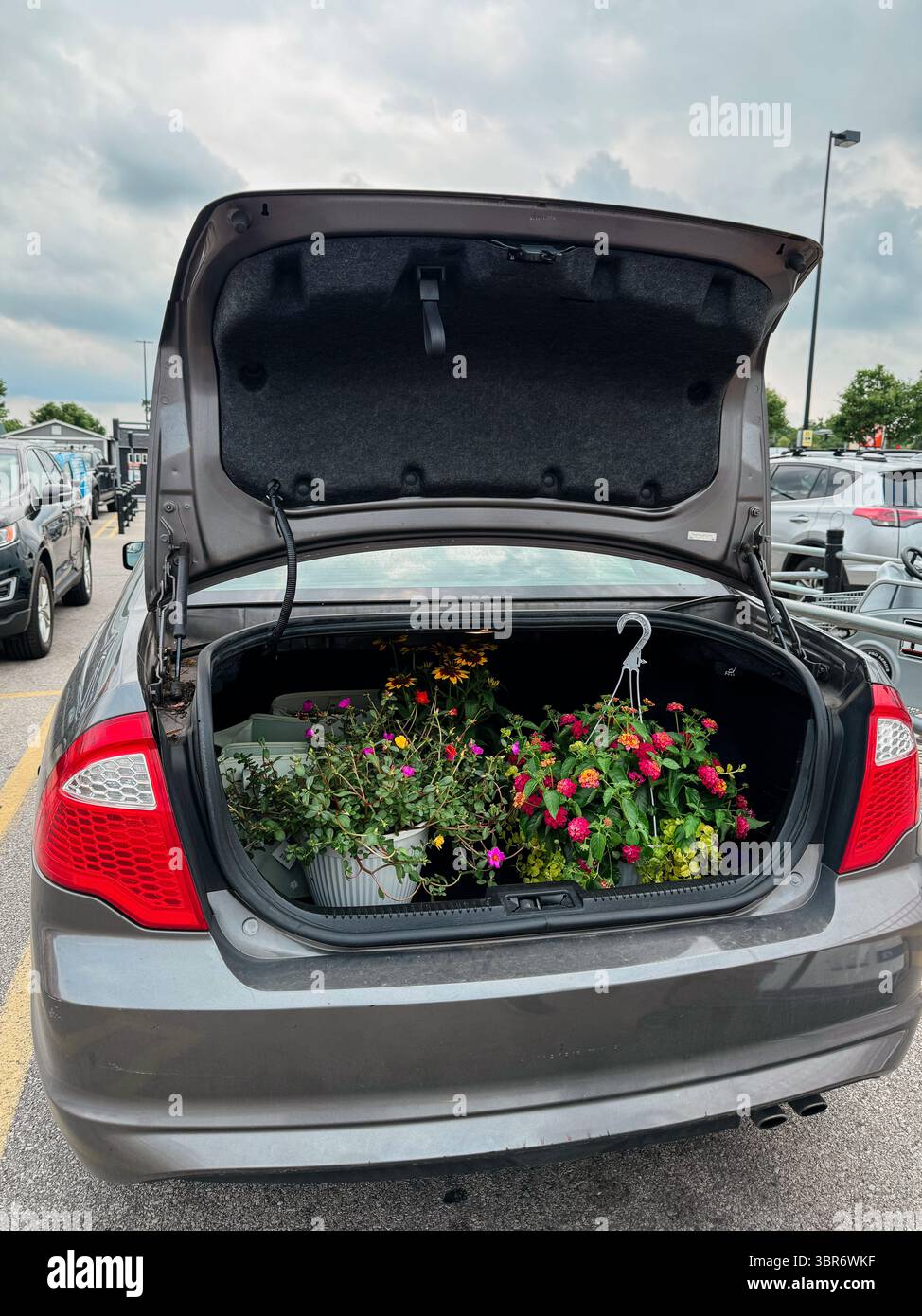 Colorate fioriture in un bagagliaio per auto in un giorno d'estate Foto Stock
