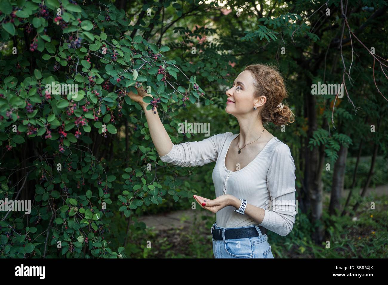 Una donna che raccoglie frutti di bosco da un albero. All'aperto, rilassato. Foto Stock