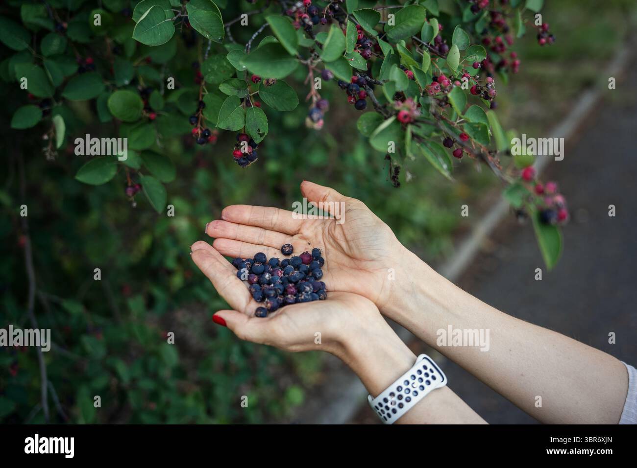 Mani che tengono una pila di bacche di saskatoon raccolte da Bush. Foto Stock
