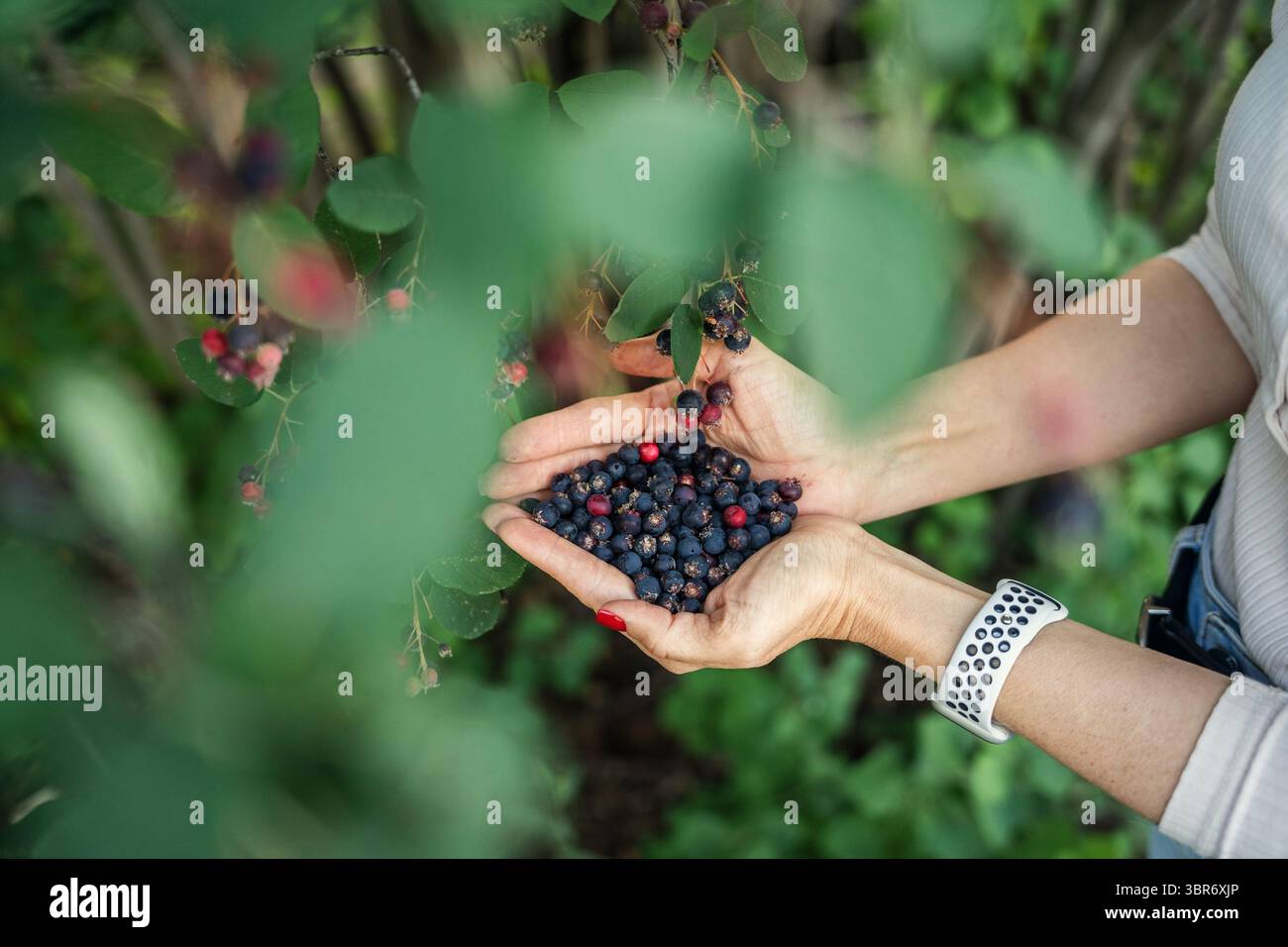 Mani che tengono una pila di bacche di saskatoon raccolte da Bush. Foto Stock