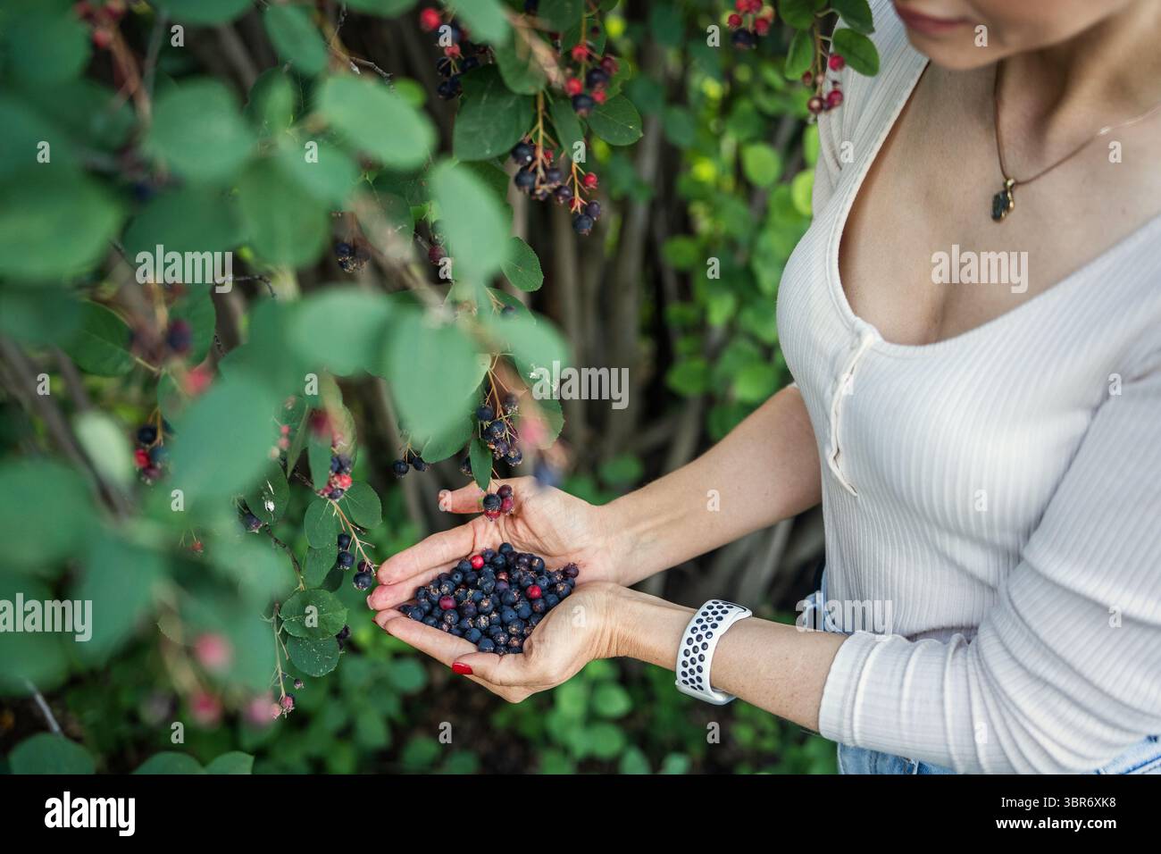 Mani che tengono una pila di bacche di saskatoon raccolte da Bush. Foto Stock