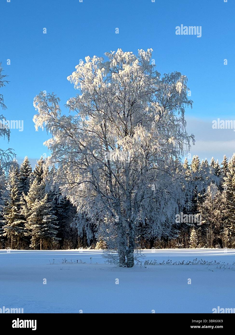 Un albero maestoso, pesantemente ghiacciato, sorge in un incontaminato paese delle meraviglie invernali sotto un cielo limpido e luminoso. Foto Stock