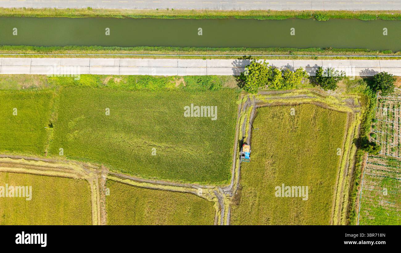 Mietitrebbiatrice che lavora in campi di riso dorati Foto Stock