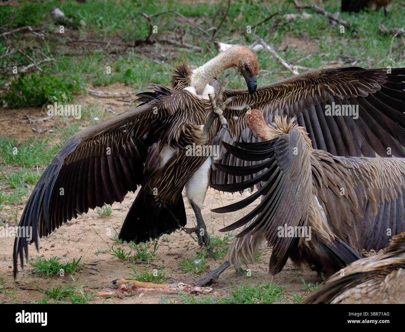 Avvoltoi africani dalla schiena bianca che lottano per una carcassa nel parco nazionale Kruger Foto Stock