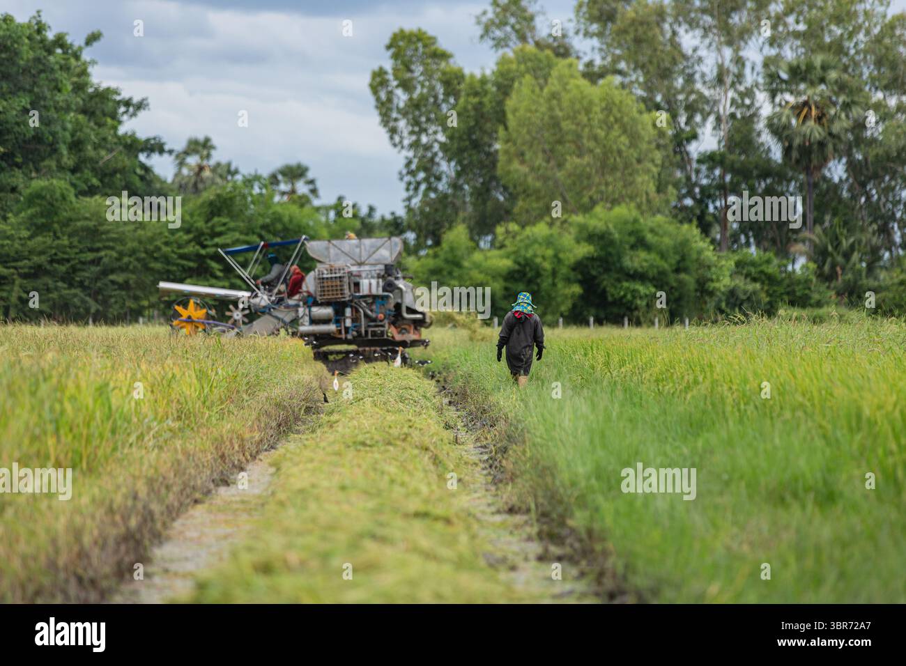 Contadino che cammina in risaie dorate in Thailandia Foto Stock