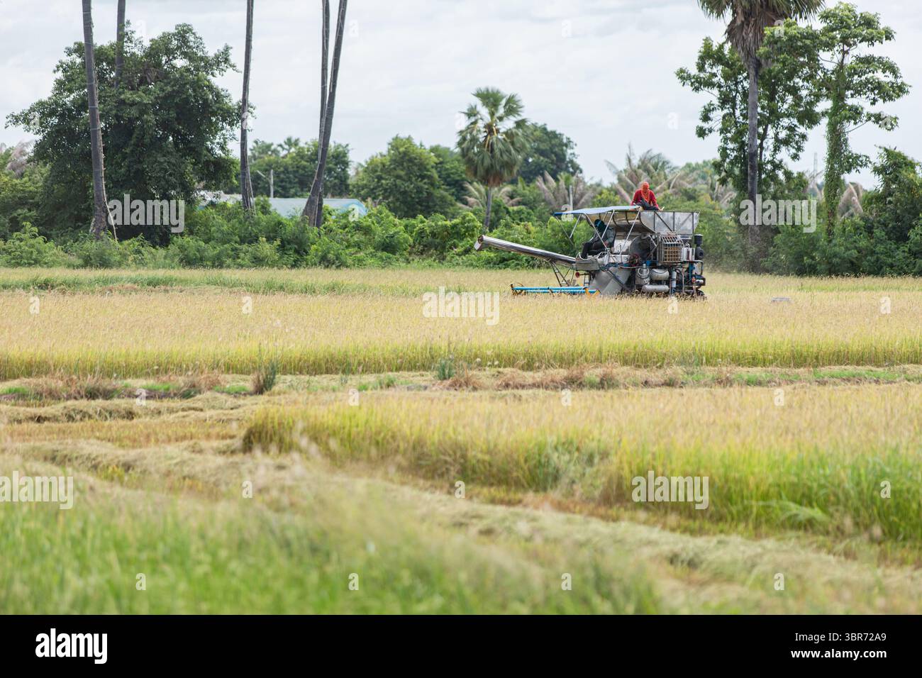 Mietitrebbiatrice che lavora in un campo di riso tailandese Foto Stock