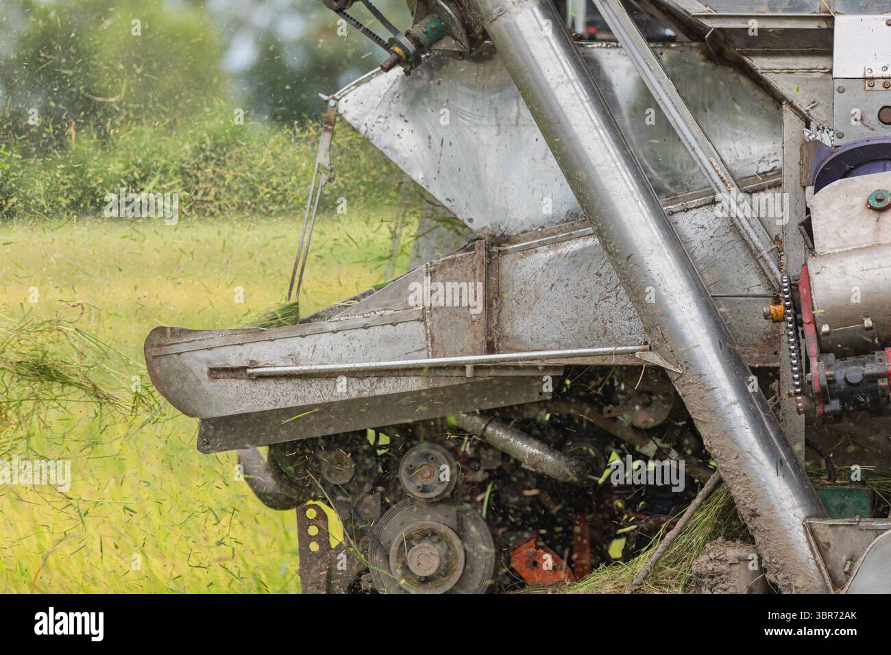 Raccoglitrice di riso in funzione durante la stagione di raccolta Foto Stock