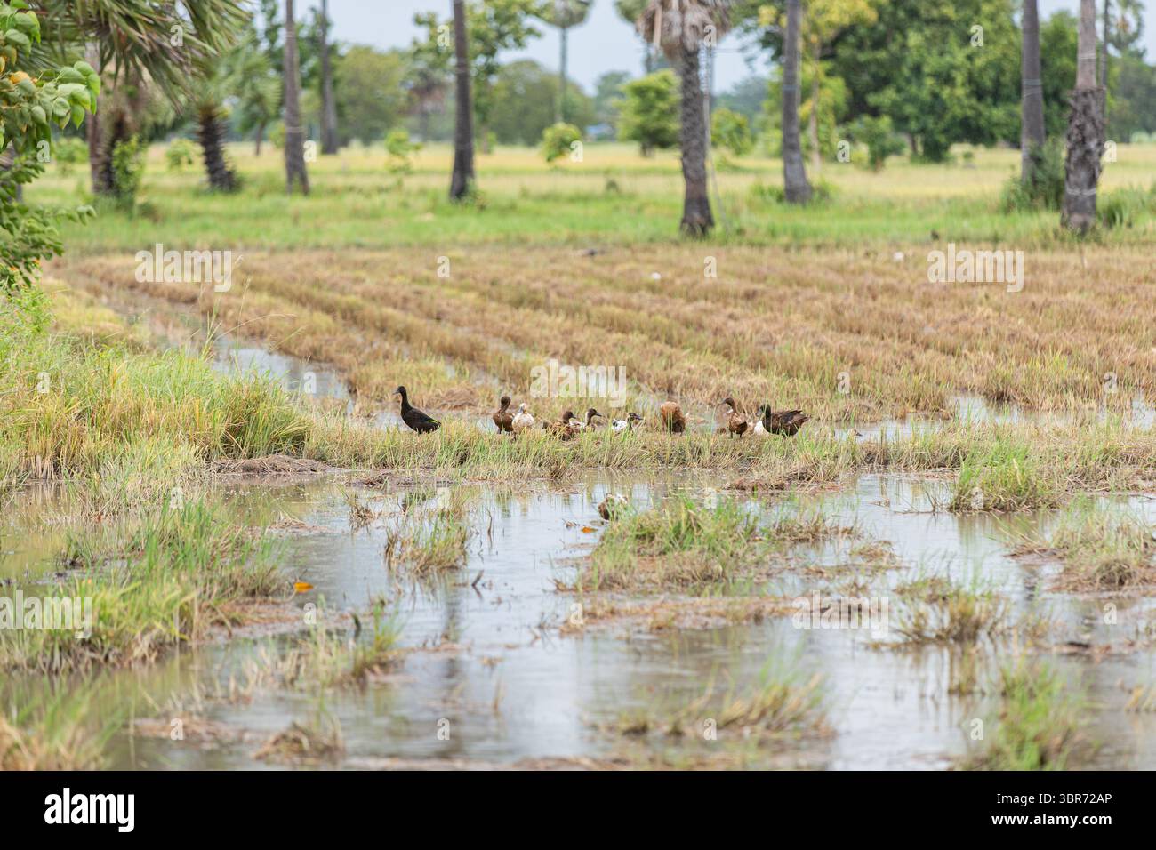 Anatre che si forgiano in campi di riso allagati, Thailandia Foto Stock