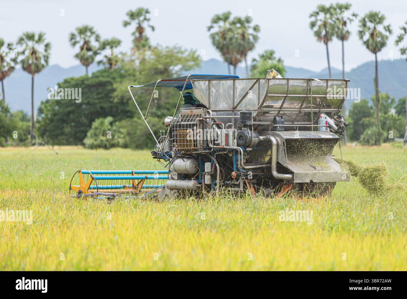 Raccoglitrice di riso che lavora nella zona rurale della Thailandia Foto Stock