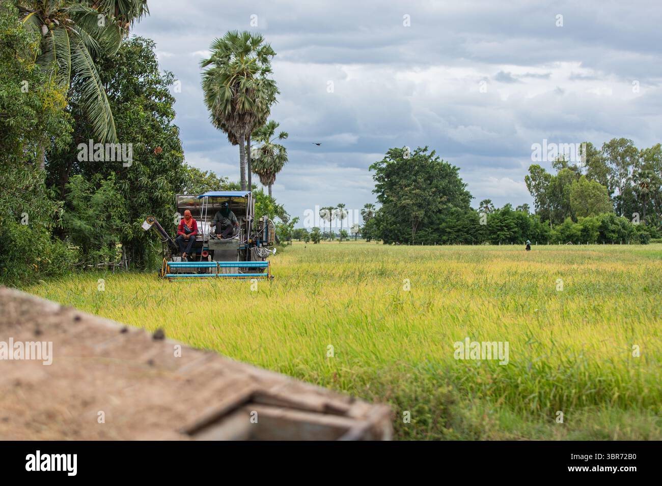 Gli agricoltori viaggiano insieme attraverso il campo di riso tailandese Foto Stock