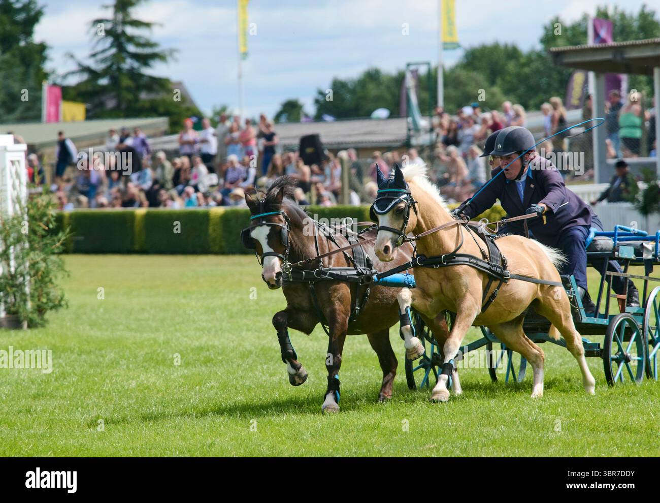 Scurry pony Racing nel Main ring del 2025 al Great Yorkshire Show, Harrogate Show Ground, North Yorkshire, Inghilterra settentrionale, Regno Unito Foto Stock
