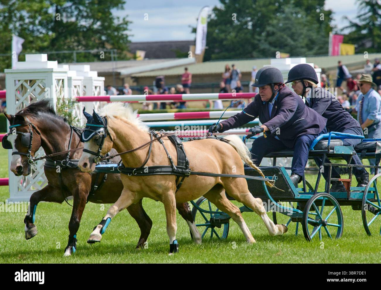 Scurry pony Racing nel Main ring del 2025 al Great Yorkshire Show, Harrogate Show Ground, North Yorkshire, Inghilterra settentrionale, Regno Unito Foto Stock