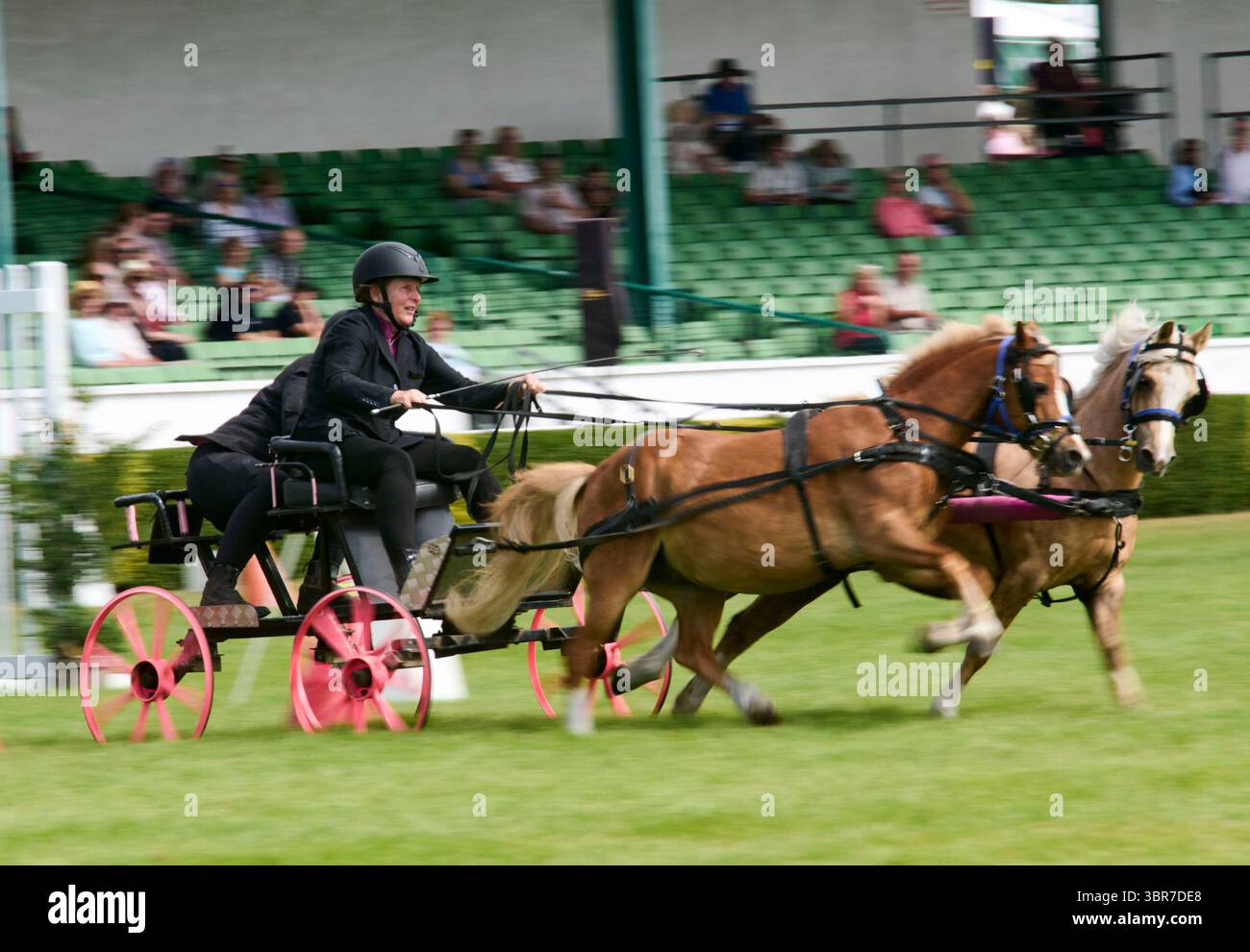 Scurry pony Racing nel Main ring del 2025 al Great Yorkshire Show, Harrogate Show Ground, North Yorkshire, Inghilterra settentrionale, Regno Unito Foto Stock