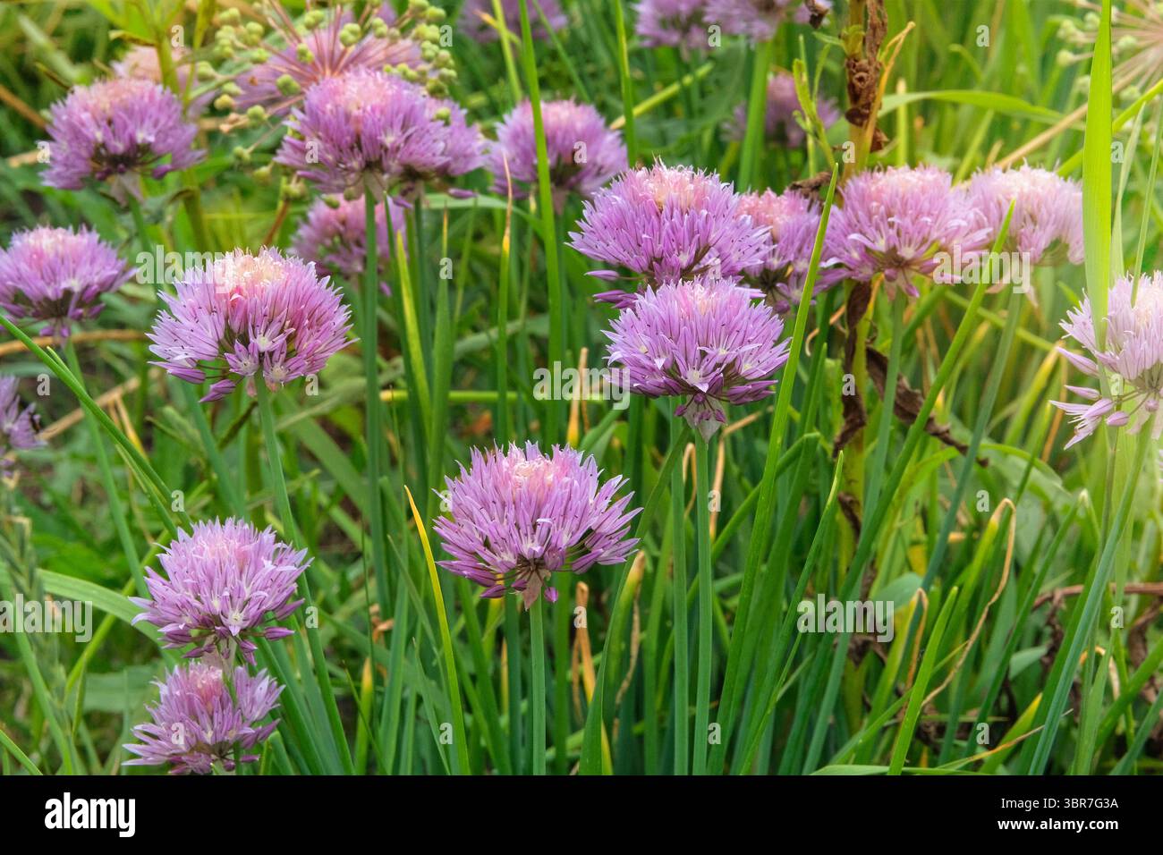 Giardino del cottage. I fiori di erba cipollina crescono nel giardino rurale. La stagione dei fiori. Giardino di erbe. Allium schoenoprasum nel prato. Foto Stock