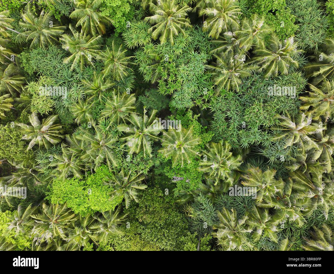 Veduta aerea di una fitta e vibrante baldacchino dove le palme baciate dal sole creano un mosaico di luce e ombra, Maalhos, Atollo di Baa, Maldive. Foto Stock