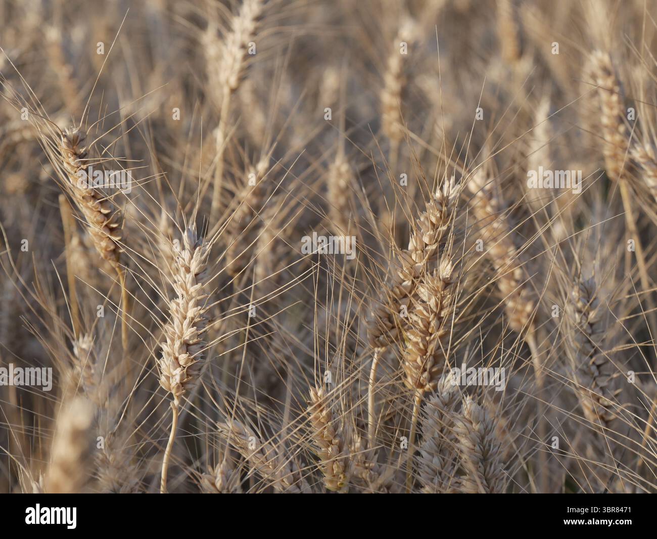 Dettagli delle orecchie mature di grano rivettato nei campi a luglio Foto Stock
