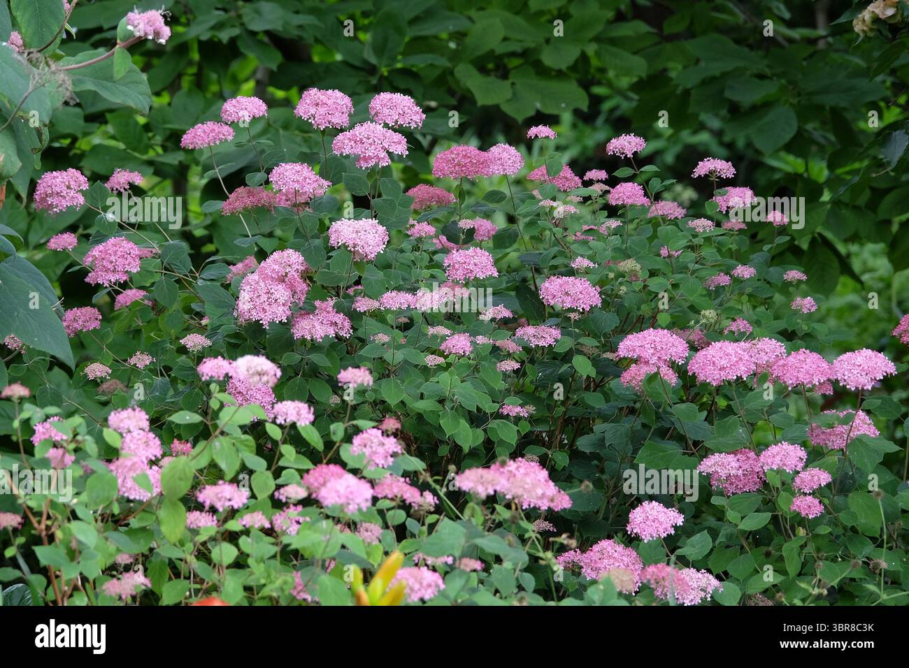 Rosa Hydrangea arborescens «Invincibelle» in fiore. Foto Stock
