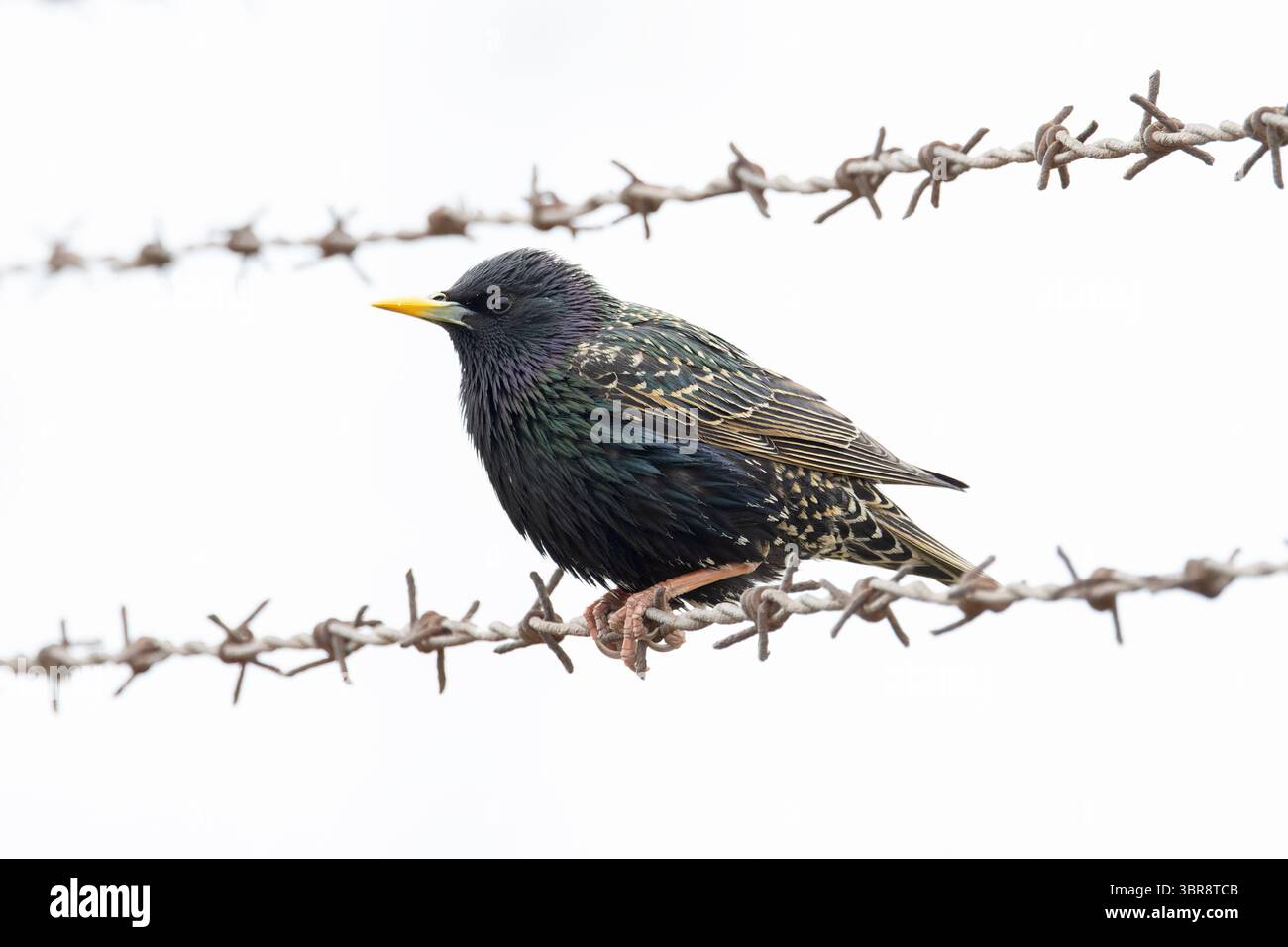 Starling (Sternus vulgaris) arroccato su filo spinato Norfolk maggio 2025 Foto Stock