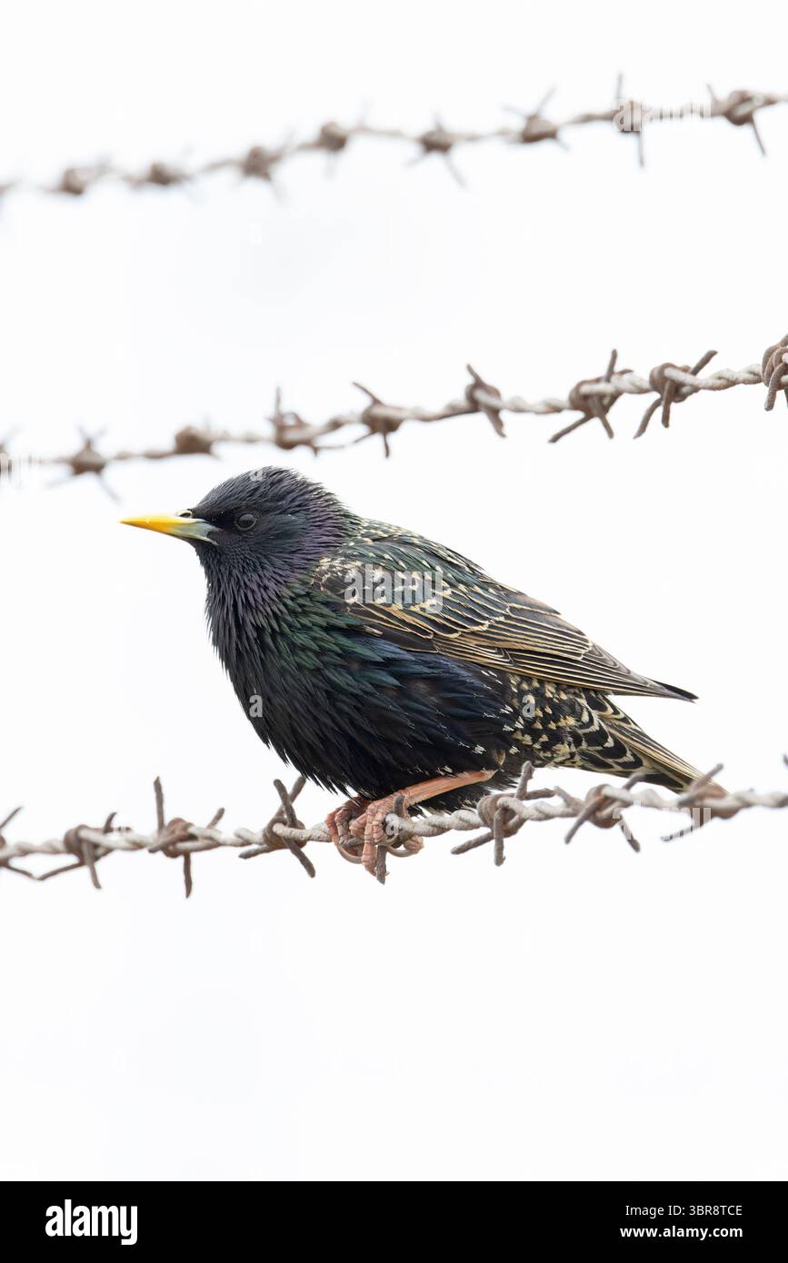 Starling (Sternus vulgaris) arroccato su filo spinato Norfolk maggio 2025 Foto Stock