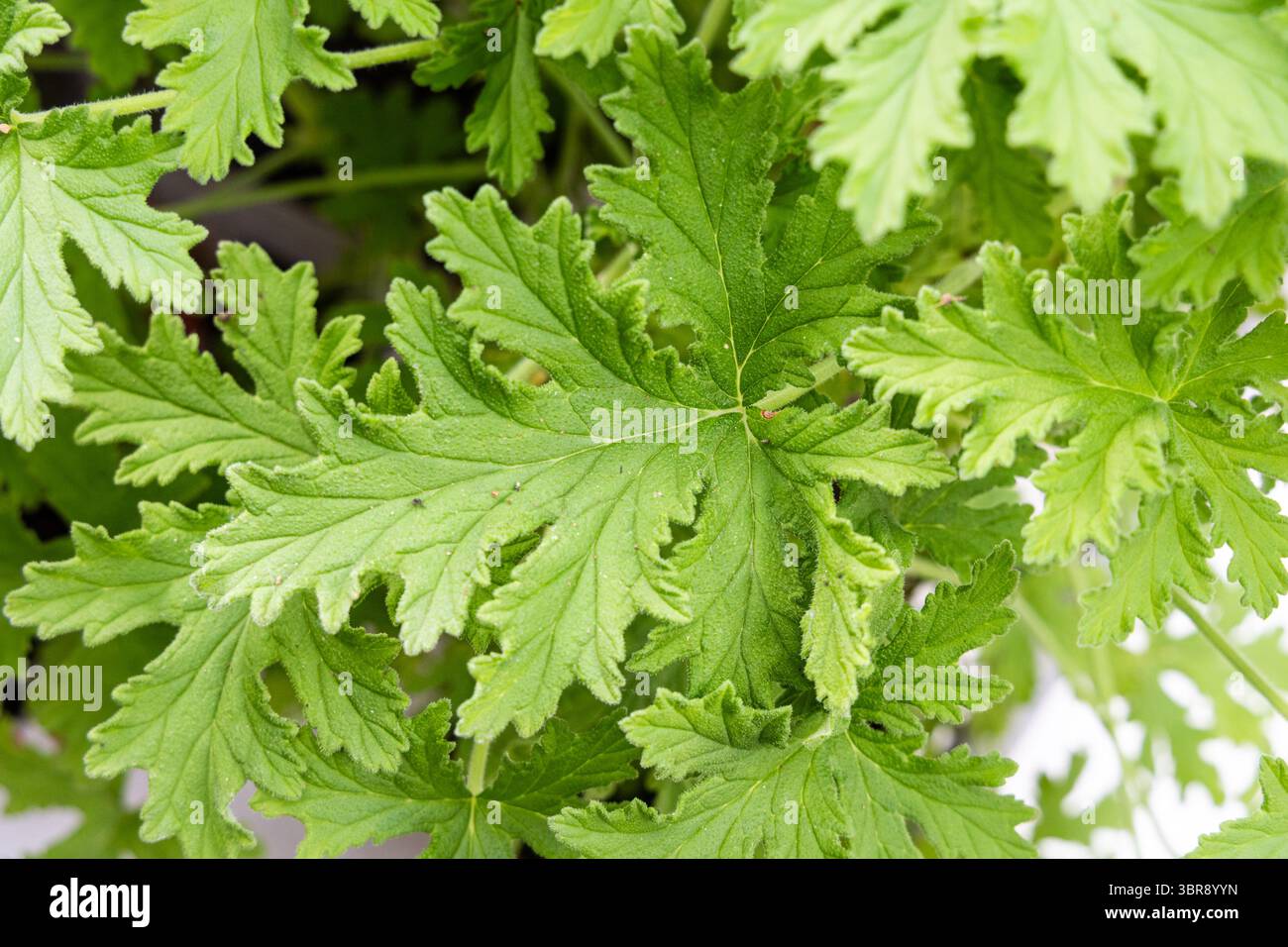 Primo piano di foglie di citronella, con profumo e proprietà per respingere insetti e zanzare. Foto Stock Primo piano di foglie di citronella, con profumo e proprietà per respingere insetti e zanzare. Foto Stock
