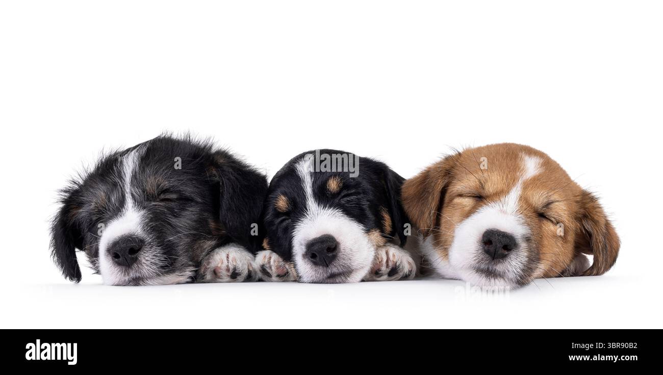 Fila di 3 cuccioli di Jack Russell, disposti fianco a fianco. Tutto addormentato velocemente con gli occhi chiusi. Isolato su sfondo bianco. Foto Stock