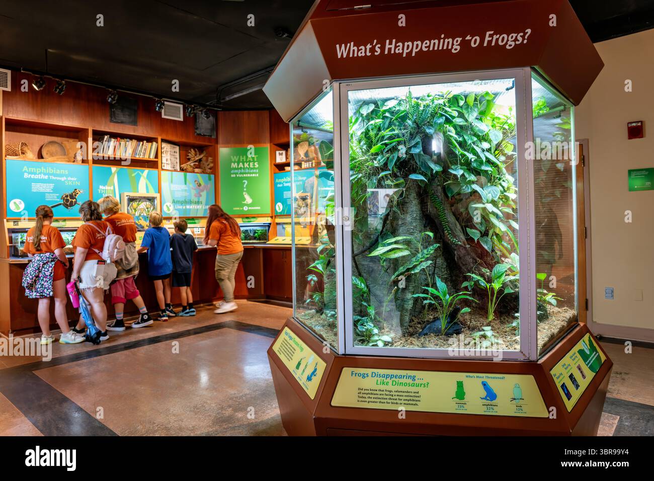 WASHINGTON DC - le rane e gli anfibi sono esposti allo Smithsonian's National Zoo e mostrano diverse specie di rane, rospi, salamandre e altri anfibi provenienti da tutto il mondo. Lo zoo nazionale, ufficialmente noto come National Zoological Park, fa parte dello Smithsonian Institution e si concentra sulla conservazione, la ricerca e l'istruzione. La collezione anfibia dello zoo supporta gli sforzi di conservazione globale per queste specie sensibili all'ambiente, molte delle quali affrontano minacce dovute alla perdita dell'habitat e ai cambiamenti climatici. Situato nel quartiere di Woodley Park, lo zoo nazionale è stato fondato in Foto Stock
