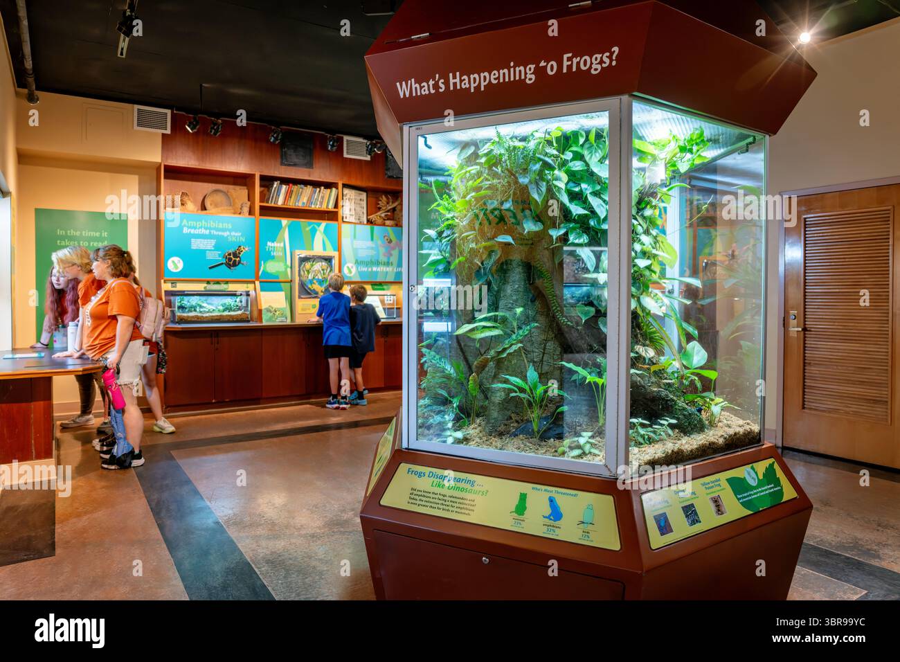 Mostra di rane e anfibi al National Zoo di Washington DC | WASHINGTON D.C., Stati Uniti: Un vivarium con pareti in vetro pieno di piante tropicali vive ospita la mostra anfibiana allo Smithsonian's National Zoo, dove i visitatori leggono informazioni sulla conservazione delle rane e delle salamandre. L'esposizione fa parte del più ampio programma anfibio dello zoo, che supporta la ricerca su specie in declino in tutto il mondo a causa della perdita dell'habitat e delle malattie. Foto Stock