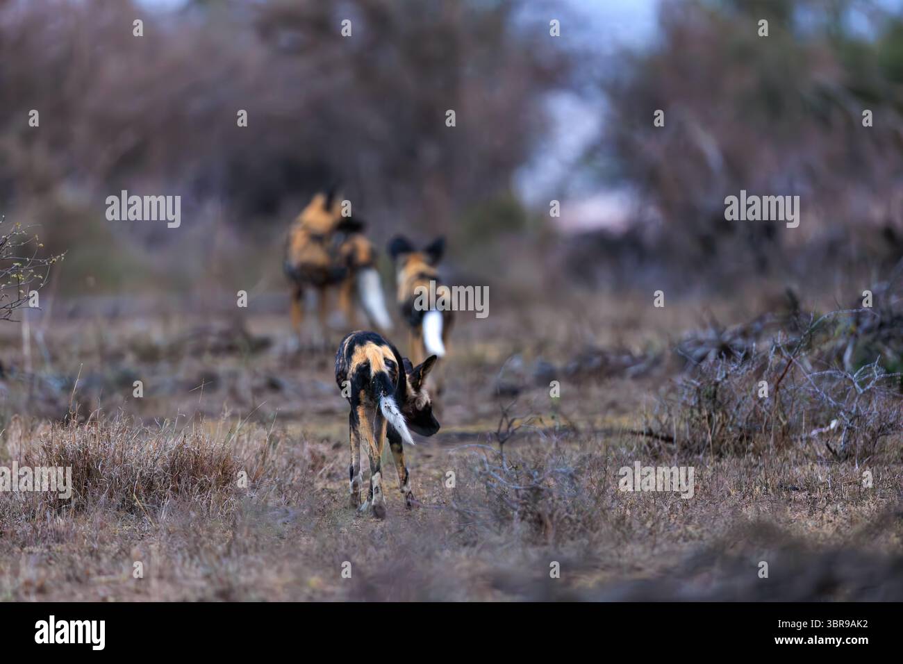 Vista di un branco di cani selvatici africani, con i loro cappotti chiazzati e le code cespugliose, che attraversano il paesaggio asciutto della savana, il Parco Nazionale Kruger e Mpumal Foto Stock