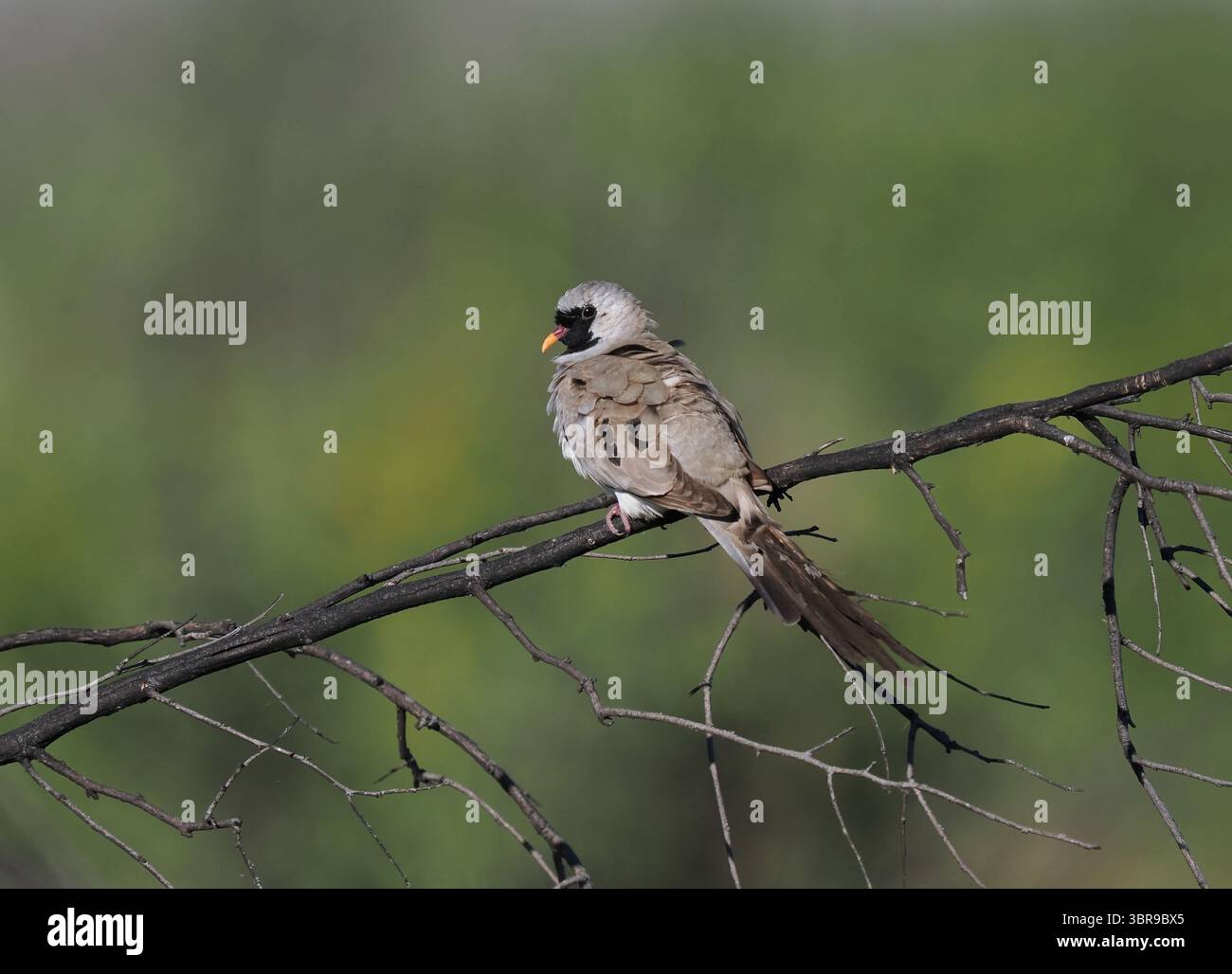Namaqua dove è la colomba più piccola del Botswana, ma si trova in tutto il paese. Il maschio è caratteristico con una faccia nera e una lunga coda nera. Foto Stock