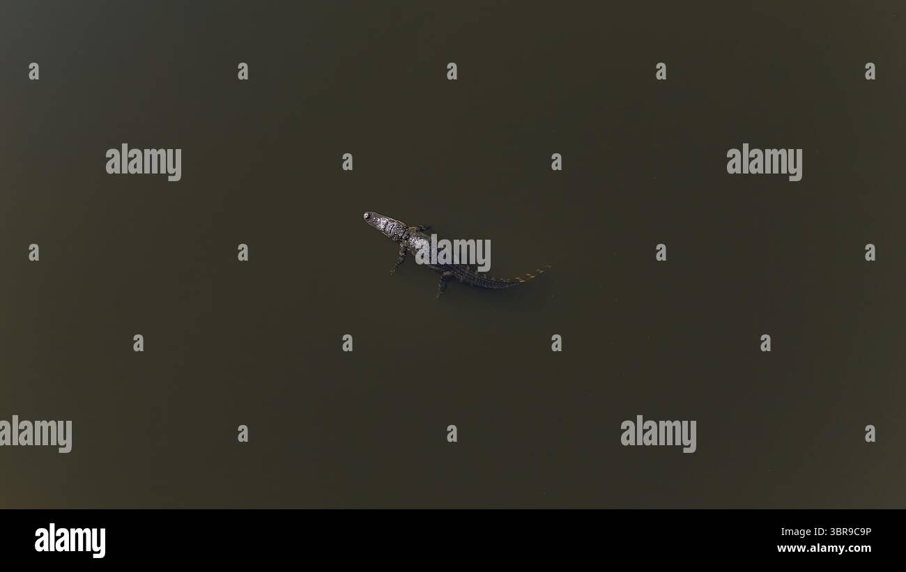 Veduta aerea di un alligatore che nuota in un corpo d'acqua scuro e torbido, la sua pelle scura un contrasto con la superficie liscia e riflettente, Odessa, Florida, Stati Uniti. Foto Stock