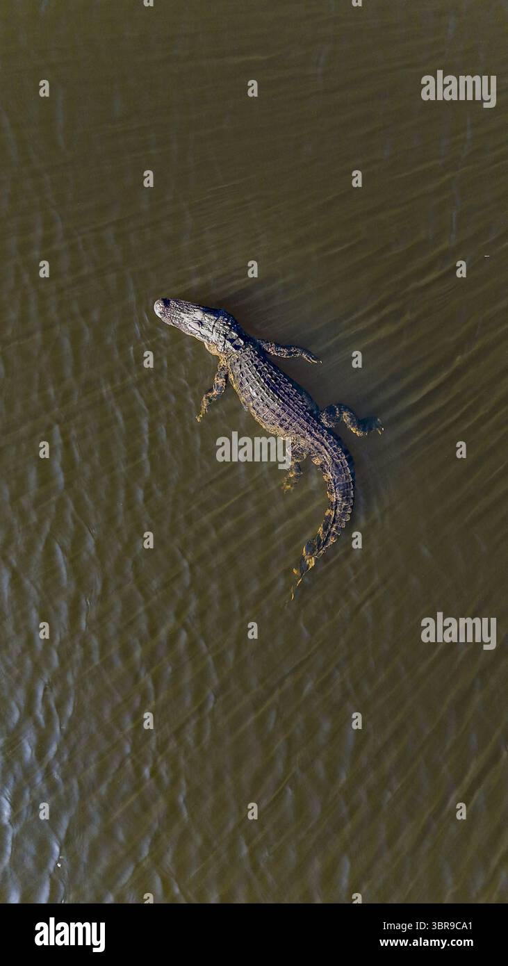 Veduta aerea di un alligatore che scivola attraverso acque torbide color tè, la sua pelle scura un netto contrasto con la superficie liscia di Odessa, Florida, Stati Uniti. Foto Stock