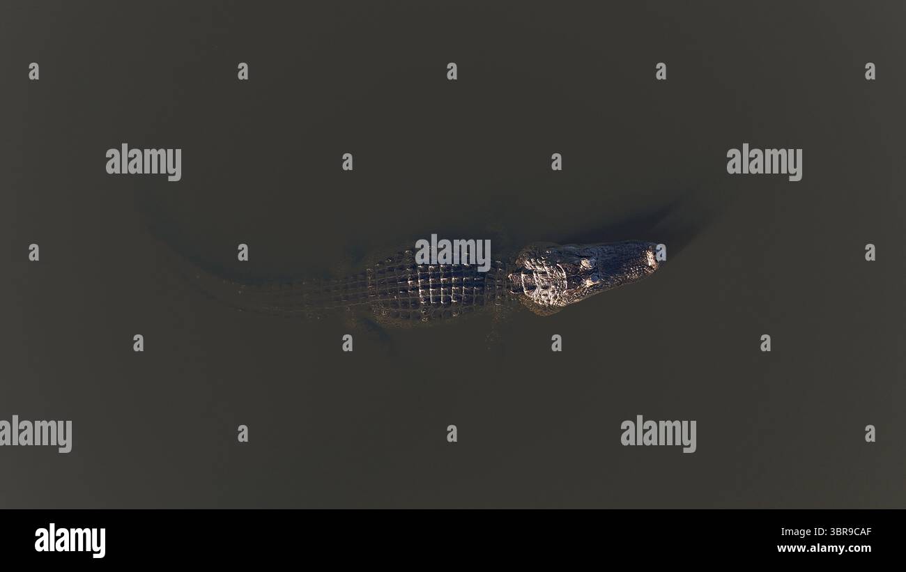 Vista aerea di un alligatore solitario che scivola attraverso l'acqua torbida, le sue scaglie scure contrastano con le profondità ombrose, Odessa, Florida, Stati Uniti. Foto Stock
